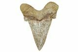 Serrated Sokolovi (Auriculatus) Shark Tooth - Dakhla, Morocco #249683-1
